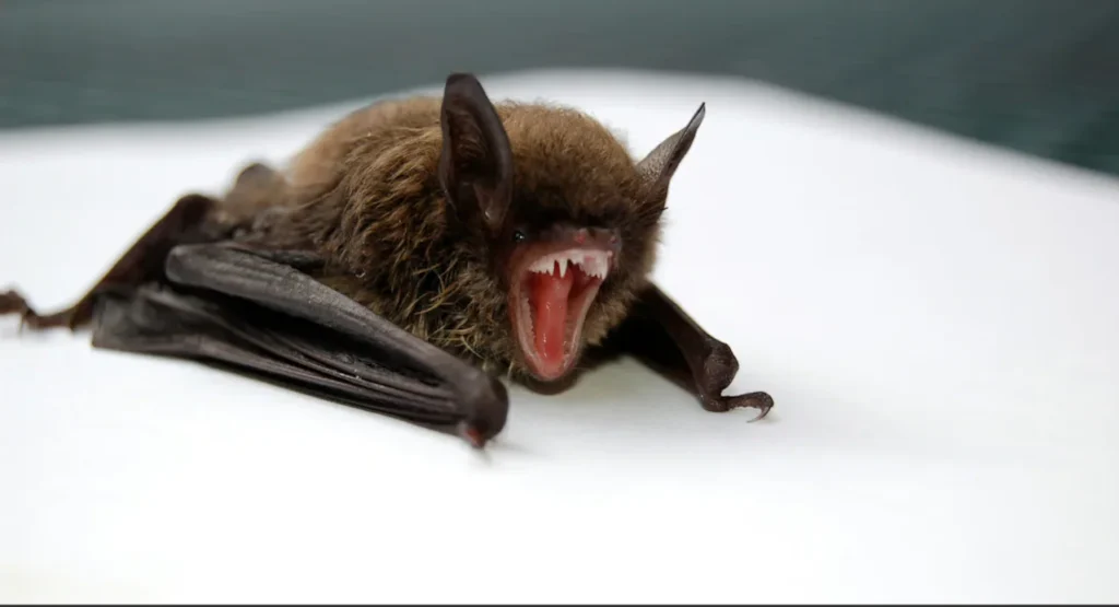 bat