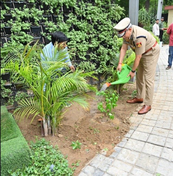 Tree Plantation