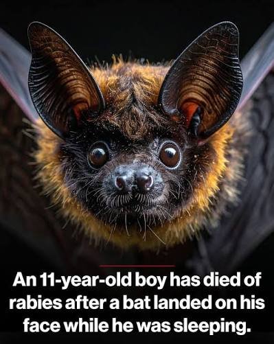 bat