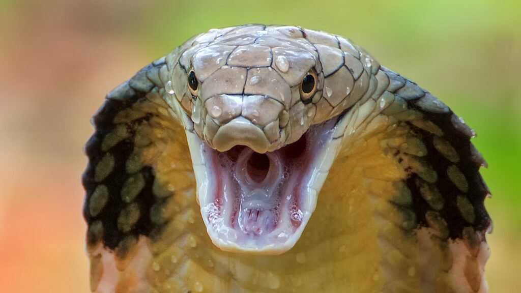 Nag Panchami 