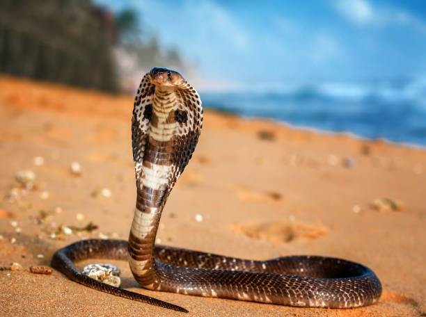 Nag Panchami